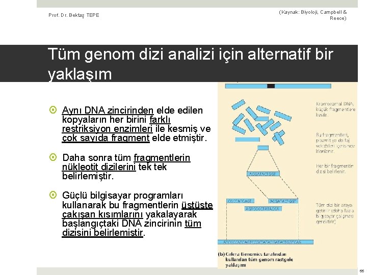 Prof. Dr. Bektaş TEPE (Kaynak: Biyoloji, Campbell & Reece) Tüm genom dizi analizi için