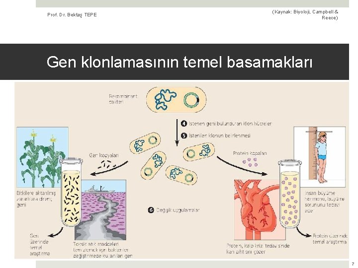 Prof. Dr. Bektaş TEPE (Kaynak: Biyoloji, Campbell & Reece) Gen klonlamasının temel basamakları 7