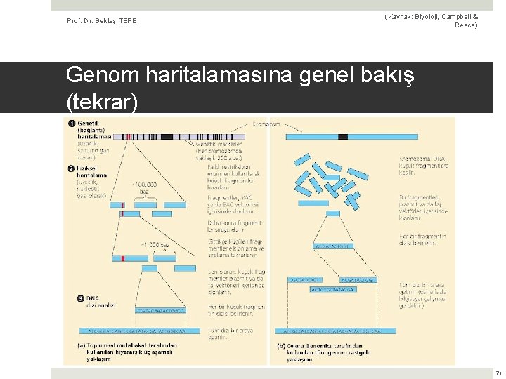 Prof. Dr. Bektaş TEPE (Kaynak: Biyoloji, Campbell & Reece) Genom haritalamasına genel bakış (tekrar)