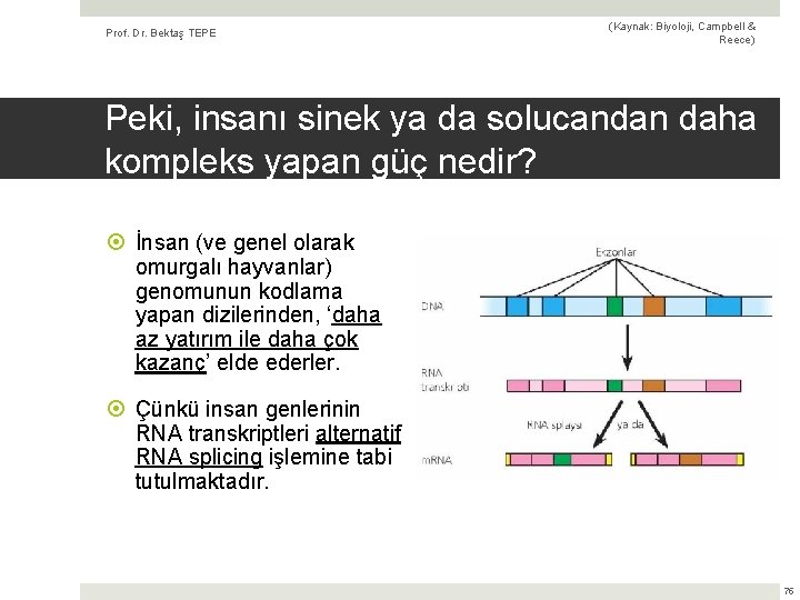 Prof. Dr. Bektaş TEPE (Kaynak: Biyoloji, Campbell & Reece) Peki, insanı sinek ya da