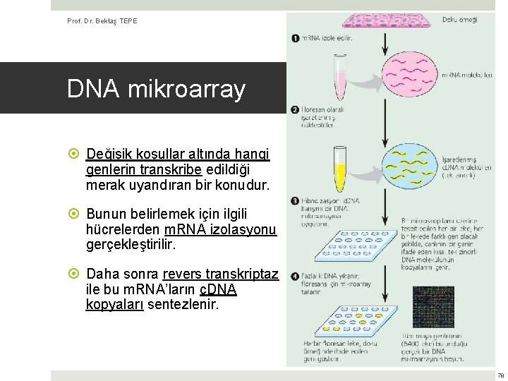 Prof. Dr. Bektaş TEPE (Kaynak: Biyoloji, Campbell & Reece) DNA mikroarray Değişik koşullar altında