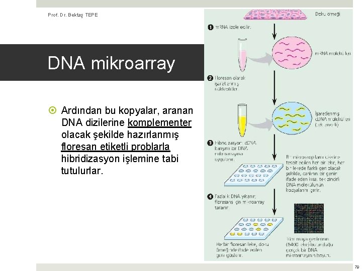 Prof. Dr. Bektaş TEPE (Kaynak: Biyoloji, Campbell & Reece) DNA mikroarray Ardından bu kopyalar,