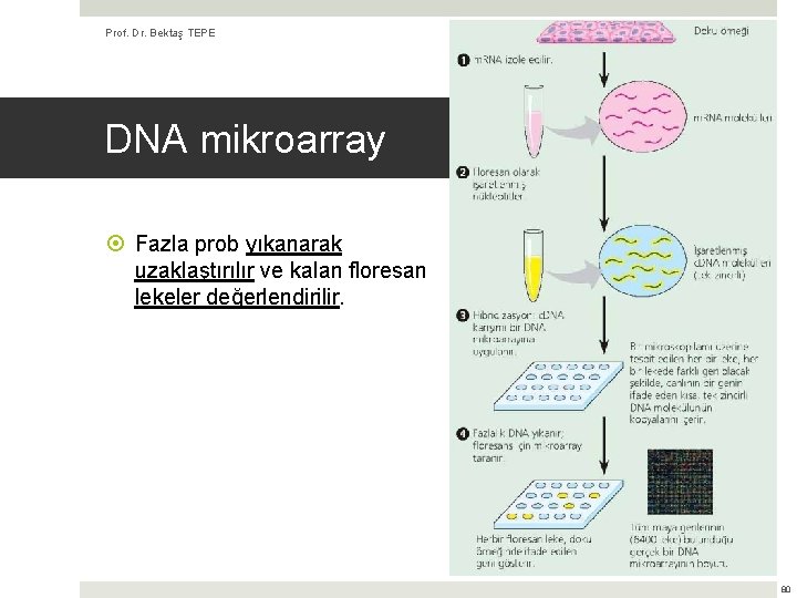 Prof. Dr. Bektaş TEPE (Kaynak: Biyoloji, Campbell & Reece) DNA mikroarray Fazla prob yıkanarak