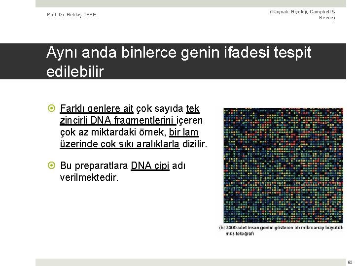 Prof. Dr. Bektaş TEPE (Kaynak: Biyoloji, Campbell & Reece) Aynı anda binlerce genin ifadesi