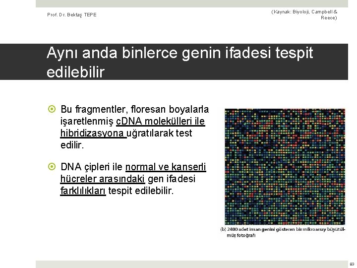 Prof. Dr. Bektaş TEPE (Kaynak: Biyoloji, Campbell & Reece) Aynı anda binlerce genin ifadesi