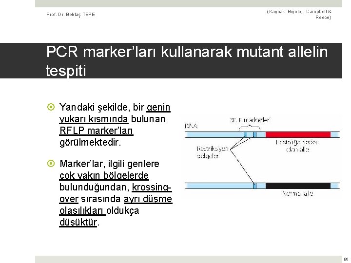 Prof. Dr. Bektaş TEPE (Kaynak: Biyoloji, Campbell & Reece) PCR marker’ları kullanarak mutant allelin