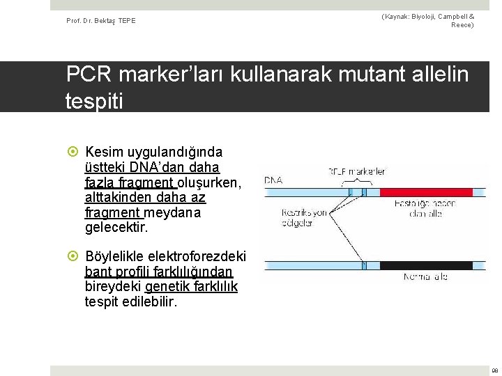 Prof. Dr. Bektaş TEPE (Kaynak: Biyoloji, Campbell & Reece) PCR marker’ları kullanarak mutant allelin