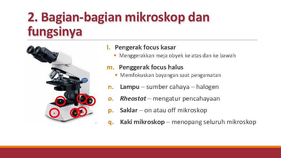2. Bagian-bagian mikroskop dan fungsinya l. Pengerak focus kasar § Menggerakkan meja obyek ke 2. Bagian-bagian mikroskop dan fungsinya l. Pengerak focus kasar § Menggerakkan meja obyek ke