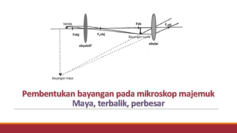 Pembentukan bayangan pada mikroskop majemuk Maya, terbalik, perbesar 