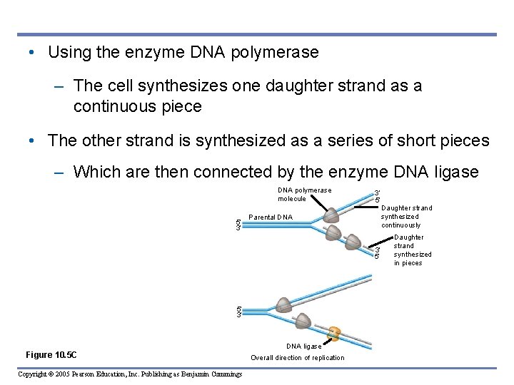 • Using the enzyme DNA polymerase – The cell synthesizes one daughter strand