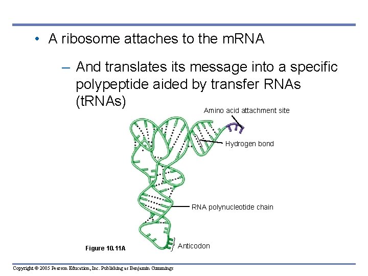  • A ribosome attaches to the m. RNA – And translates its message