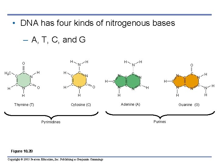  • DNA has four kinds of nitrogenous bases – A, T, C, and