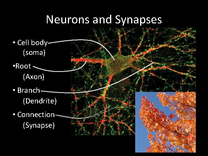 Neurons and Synapses • Cell body (soma) • Root (Axon) • Branch (Dendrite) •