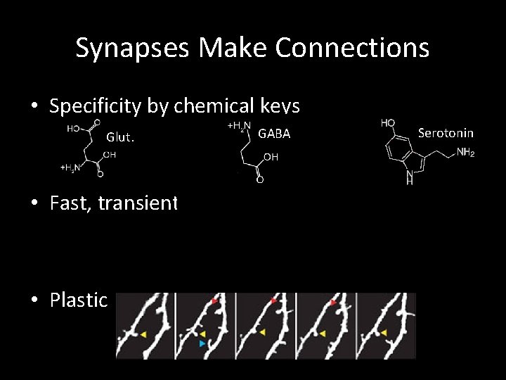 Synapses Make Connections • Specificity by chemical keys Glut. • Fast, transient • Plastic