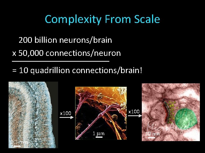 Complexity From Scale 200 billion neurons/brain x 50, 000 connections/neuron = 10 quadrillion connections/brain!