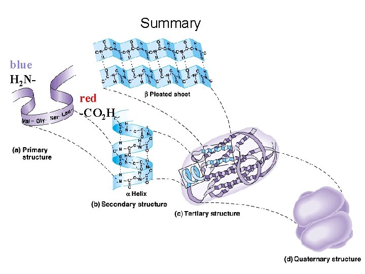 Summary blue H 2 Nred -CO 2 H 