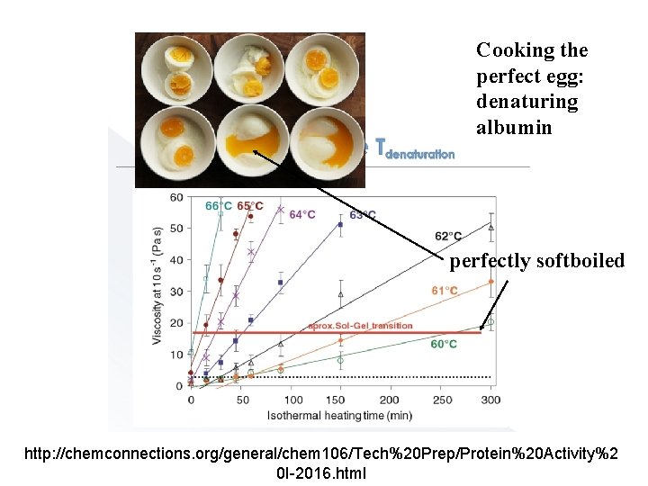 Cooking the perfect egg: denaturing albumin perfectly softboiled http: //chemconnections. org/general/chem 106/Tech%20 Prep/Protein%20 Activity%2