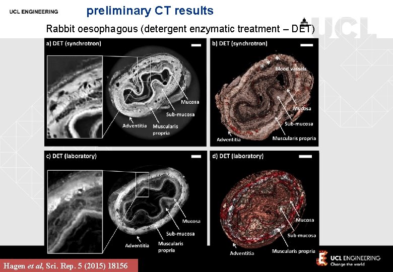 preliminary CT results Rabbit oesophagous (detergent enzymatic treatment – DET) Hagen et al, Sci.