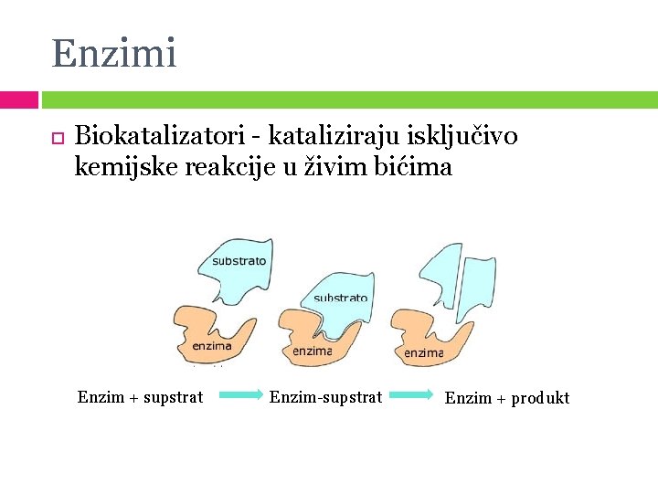 Enzimi Biokatalizatori - kataliziraju isključivo kemijske reakcije u živim bićima Enzim + supstrat Enzim-supstrat