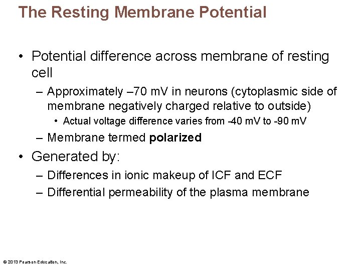 The Resting Membrane Potential • Potential difference across membrane of resting cell – Approximately