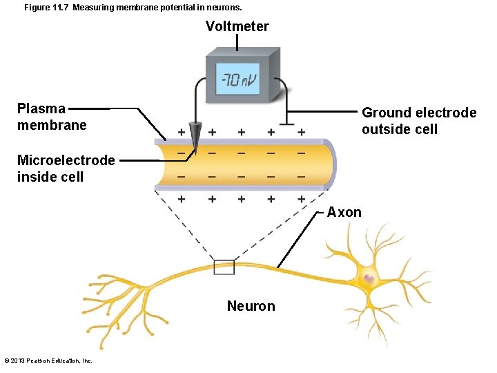 Figure 11. 7 Measuring membrane potential in neurons. Voltmeter Plasma membrane Ground electrode outside