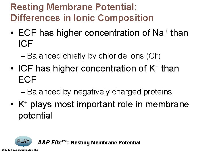 Resting Membrane Potential: Differences in Ionic Composition • ECF has higher concentration of Na+