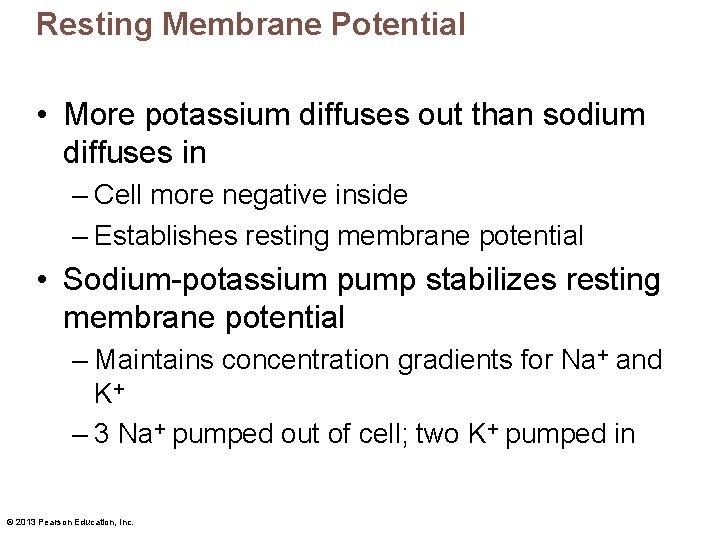 Resting Membrane Potential • More potassium diffuses out than sodium diffuses in – Cell