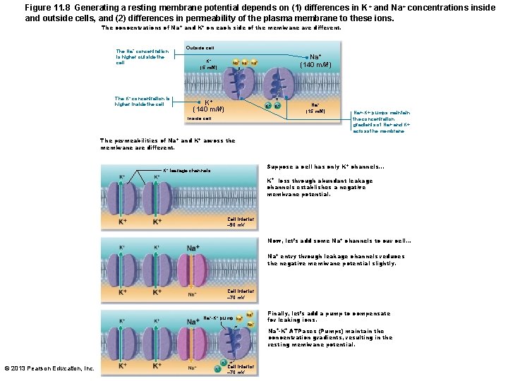 Figure 11. 8 Generating a resting membrane potential depends on (1) differences in K