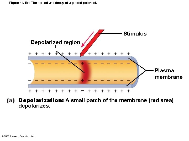 Figure 11. 10 a The spread and decay of a graded potential. Stimulus Depolarized