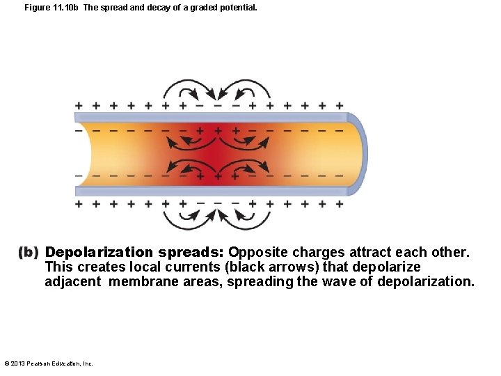 Figure 11. 10 b The spread and decay of a graded potential. Depolarization spreads:
