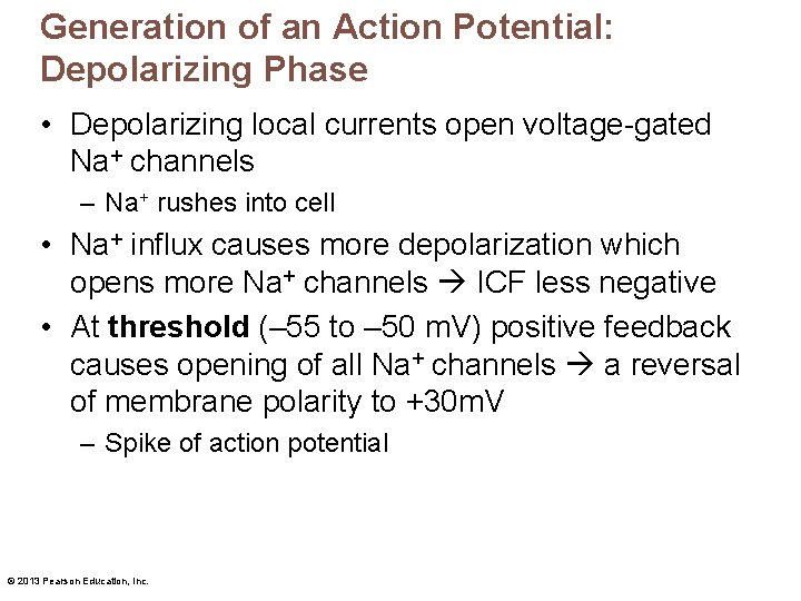 Generation of an Action Potential: Depolarizing Phase • Depolarizing local currents open voltage-gated Na+