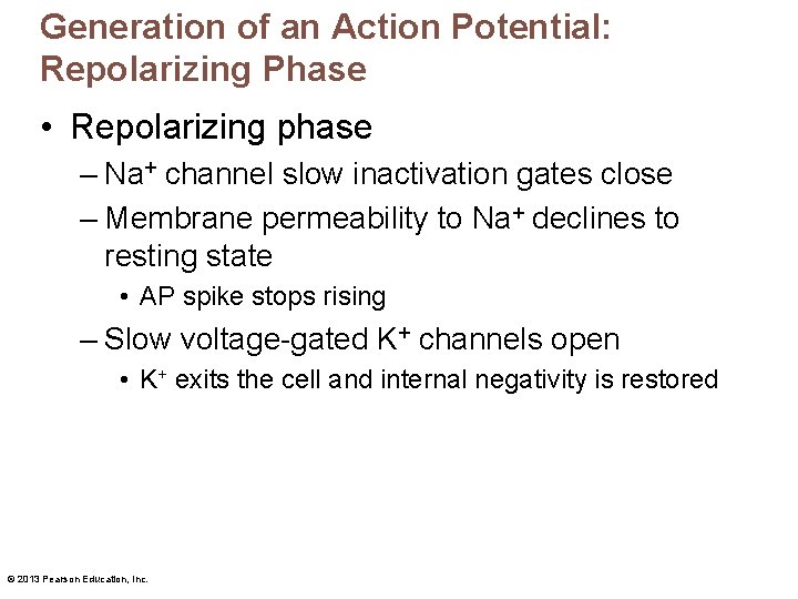 Generation of an Action Potential: Repolarizing Phase • Repolarizing phase – Na+ channel slow