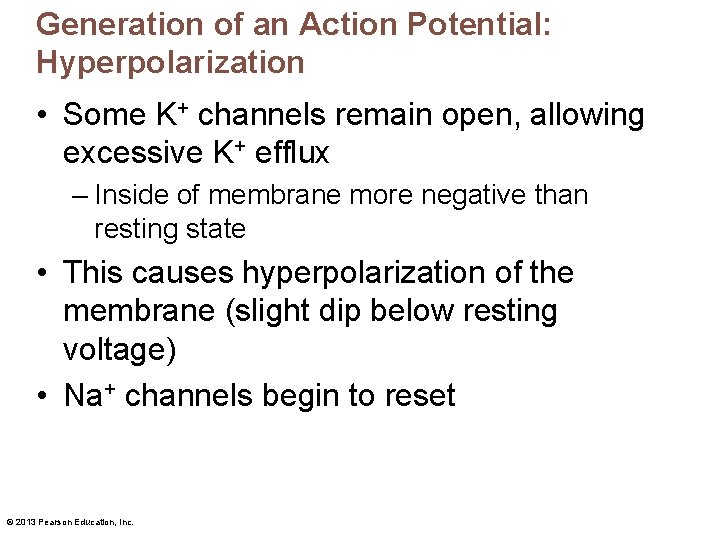 Generation of an Action Potential: Hyperpolarization • Some K+ channels remain open, allowing excessive