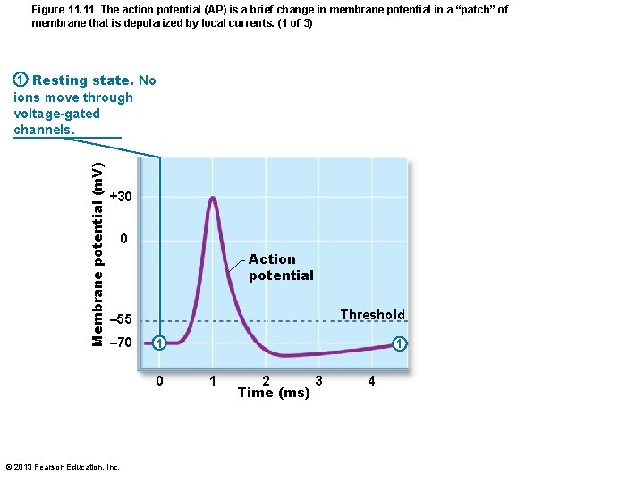 Figure 11. 11 The action potential (AP) is a brief change in membrane potential