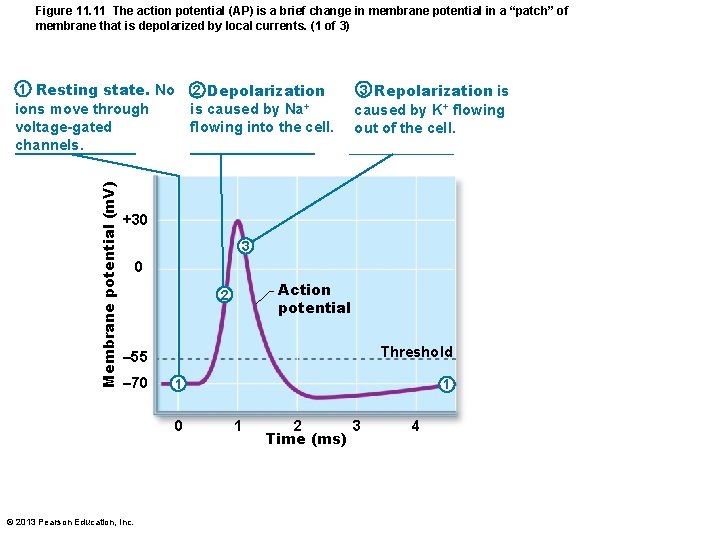 Figure 11. 11 The action potential (AP) is a brief change in membrane potential