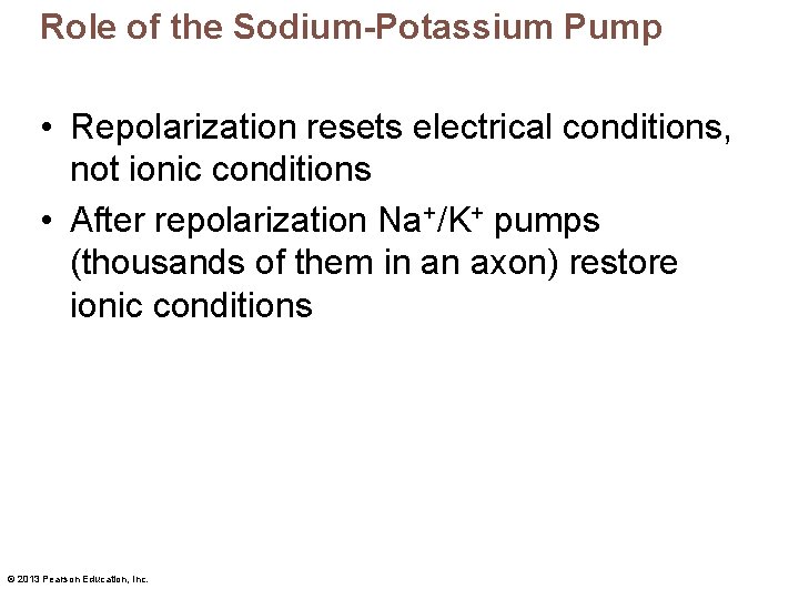 Role of the Sodium-Potassium Pump • Repolarization resets electrical conditions, not ionic conditions •