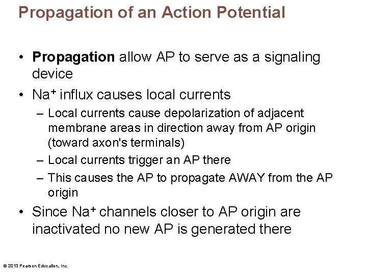 Propagation of an Action Potential • Propagation allow AP to serve as a signaling
