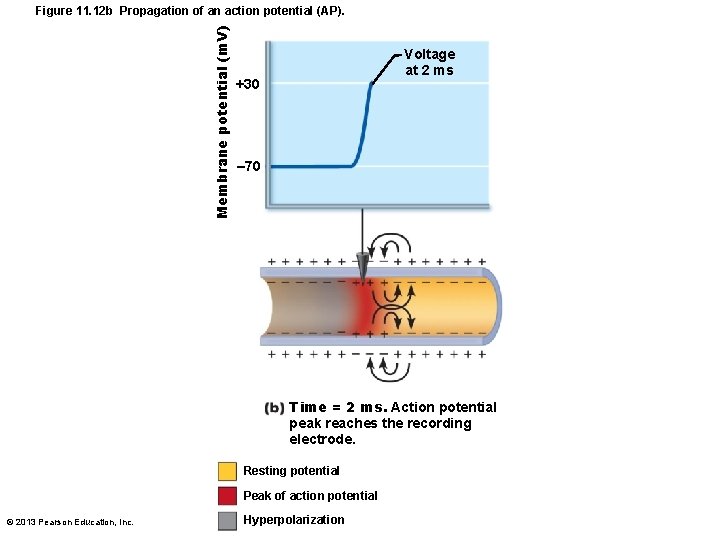 Membrane potential (m. V) Figure 11. 12 b Propagation of an action potential (AP).