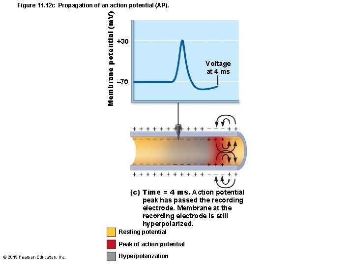Membrane potential (m. V) Figure 11. 12 c Propagation of an action potential (AP).