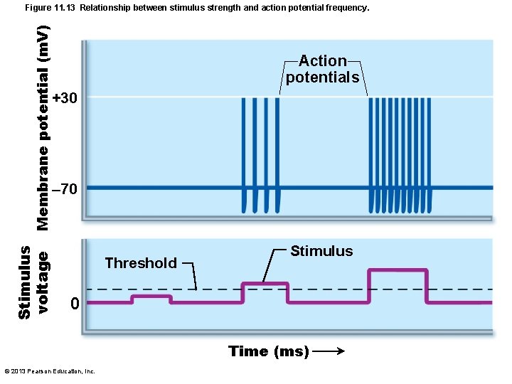 Stimulus voltage Membrane potential (m. V) Figure 11. 13 Relationship between stimulus strength and