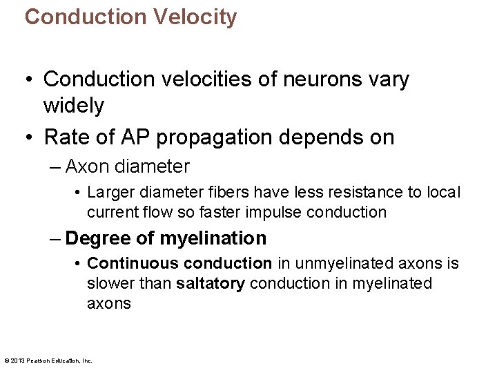 Conduction Velocity • Conduction velocities of neurons vary widely • Rate of AP propagation