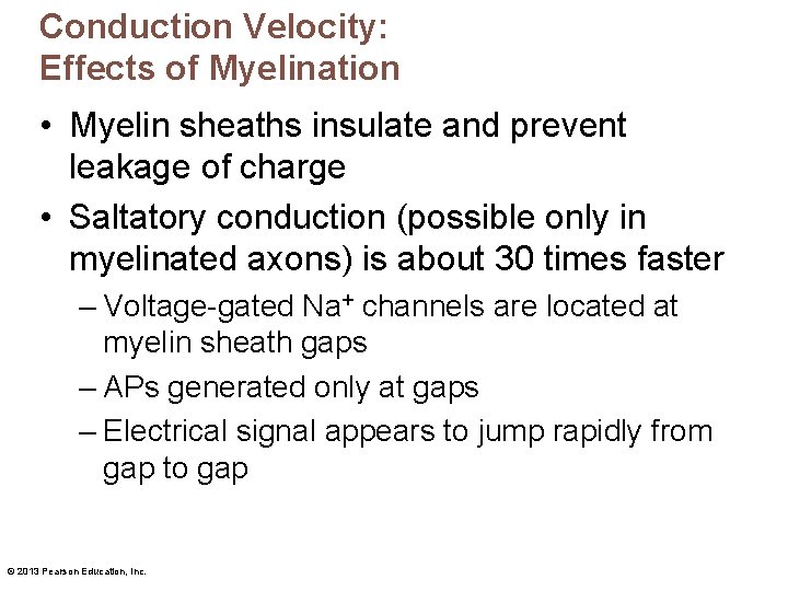 Conduction Velocity: Effects of Myelination • Myelin sheaths insulate and prevent leakage of charge