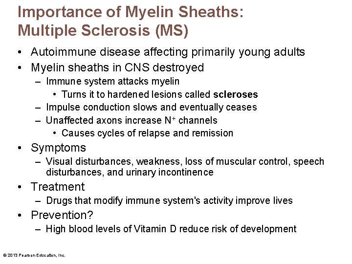 Importance of Myelin Sheaths: Multiple Sclerosis (MS) • Autoimmune disease affecting primarily young adults