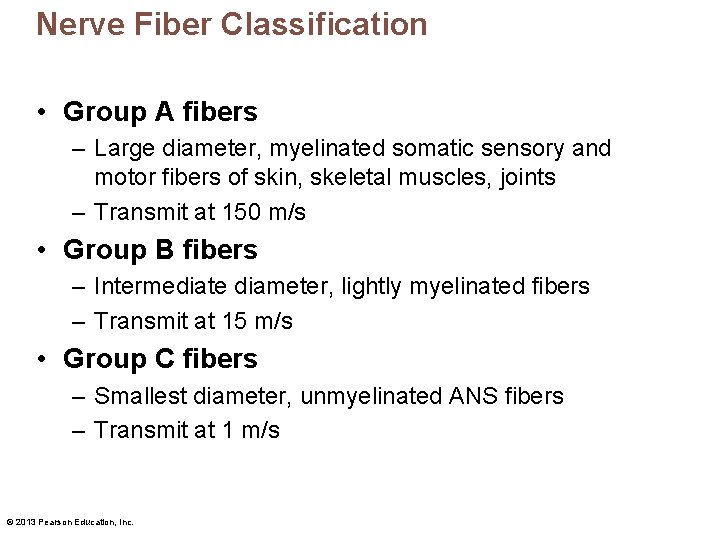 Nerve Fiber Classification • Group A fibers – Large diameter, myelinated somatic sensory and