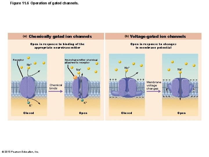 Figure 11. 6 Operation of gated channels. Chemically gated ion channels Open in response