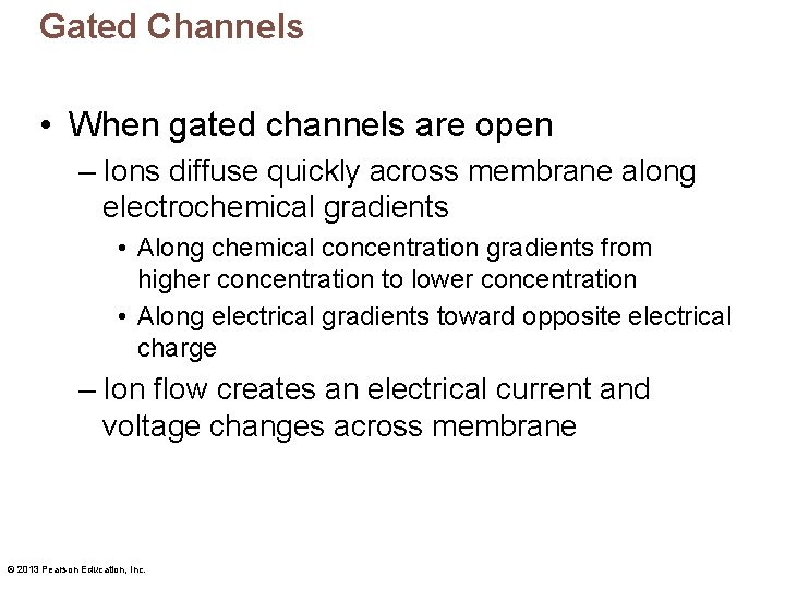 Gated Channels • When gated channels are open – Ions diffuse quickly across membrane