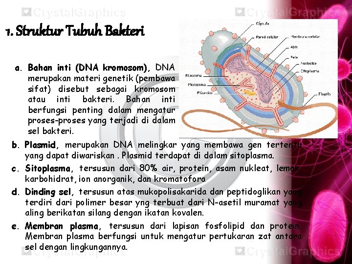 1. Struktur Tubuh Bakteri a. Bahan inti (DNA kromosom), DNA merupakan materi genetik (pembawa