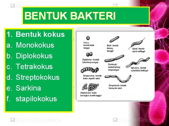 BENTUK BAKTERI 1. a. b. c. d. e. f. Bentuk kokus Monokokus Diplokokus Tetrakokus