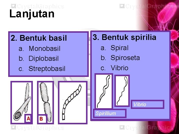 Lanjutan 2. Bentuk basil a. Monobasil b. Diplobasil c. Streptobasil 3. Bentuk spirilia a.