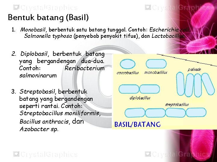 2. Bentuk Bakteri Bentuk batang (Basil) 1. Monobasil, berbentuk satu batang tunggal. Contoh: Escherichia